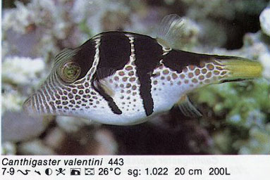 Canthigaster valentini